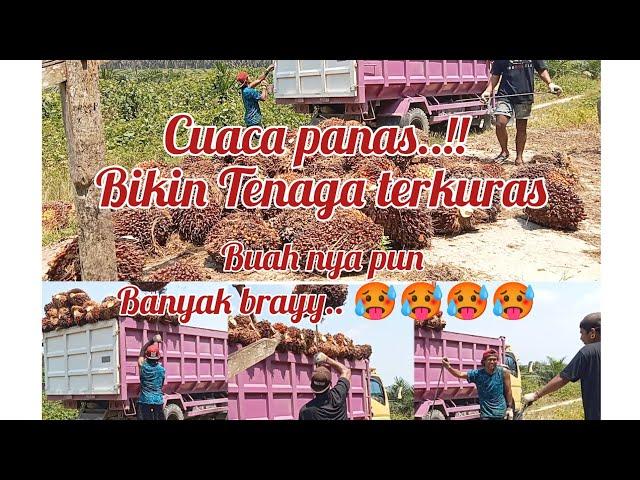 Inilah salah satu yang bikin Tenaga pemuat sawit terkuras..Cuaca panas Brayyy.. @galang.s