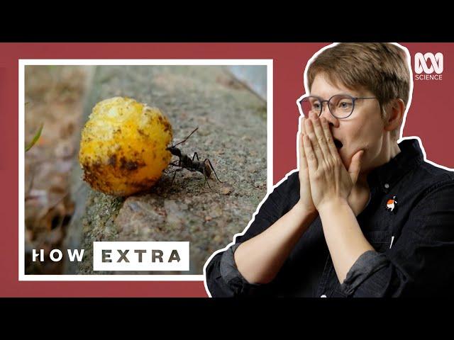 How The Tiny But Mighty Ant Is A Force Of Nature | REACTION | How Extra: Love Edition | ABC Science