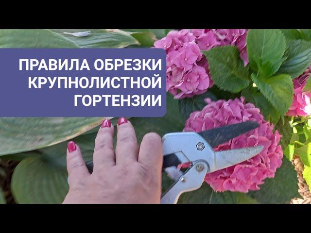 Правила обрезки крупнолистной гортензии.