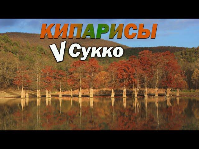 Кипарисы в Сукко и Ласточкины гнезда в Супсехе ,прогулка по Анапскому району!