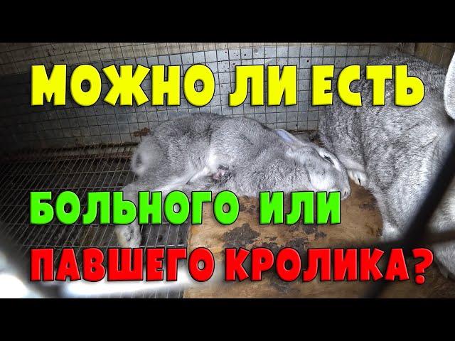 МОЖНО ЛИ ЕСТЬ МЯСО БОЛЬНЫХ ИЛИ ПАВШИХ КРОЛИКОВ?