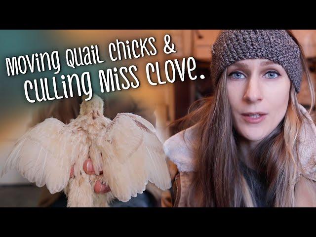 Moving quail chicks & culling rabbits we love | VLOG