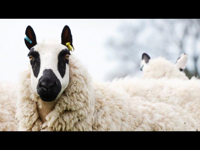 Kerry Hill Sheep | Lamb With Glam