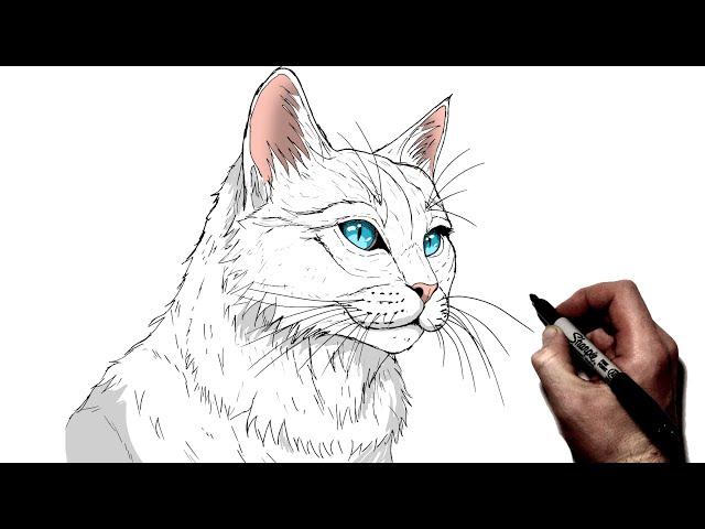 How To Draw A Cat | Step By Step