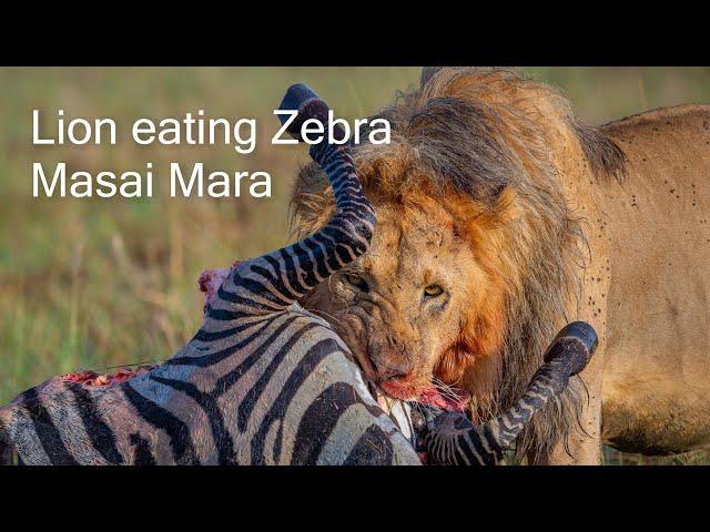 Lion eating Zebra. Masai Mara, Kenya.