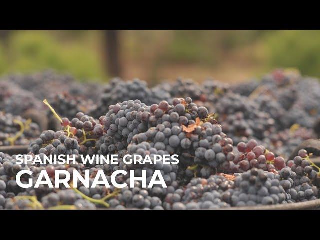 Spanish Wine Grapes: Garnacha