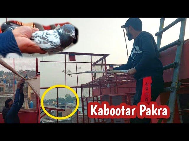 Chat Sy Kabootar Pakra | Hashim Mahmood Pigeons