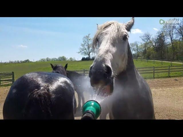 Water-loving horse hilarious drinks water from the hose