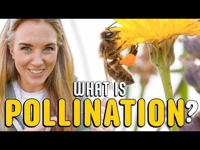 What is Pollination? | Flower Dissection with Maddie Moate