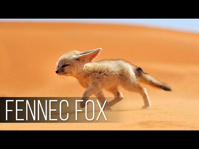 FENNEC FOX is the Cutest Wildlife Predator. The Smallest FOX in the world! Desert Fox