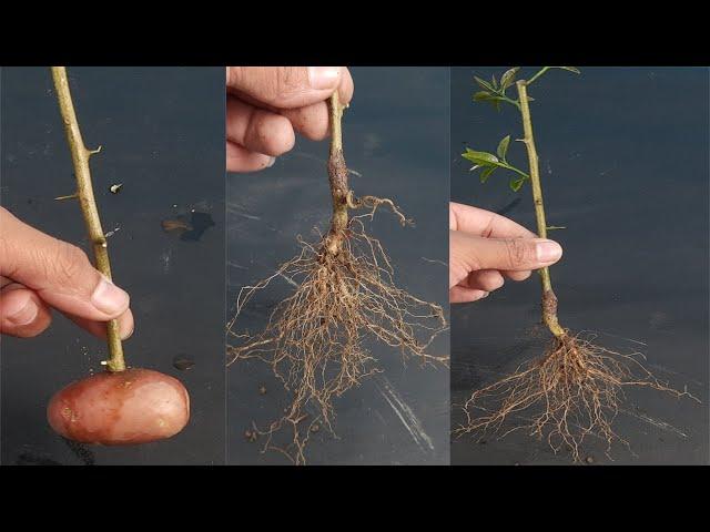 How to grow lemon plant from cutting in a potato