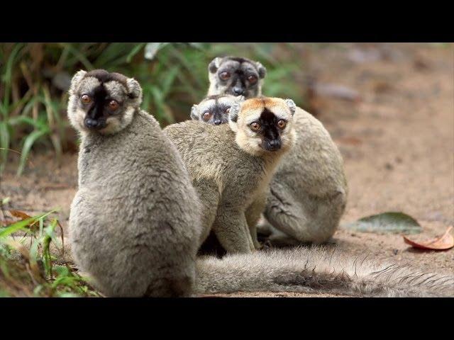 Island of Lemurs: Madagascar Featurette