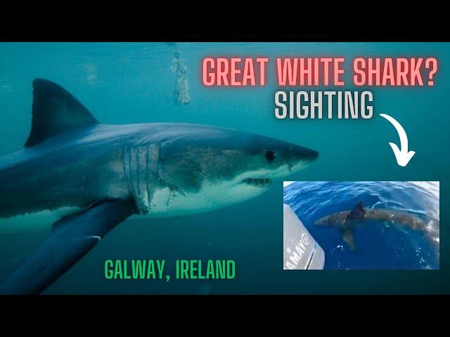 IS THIS A GREAT WHITE SHARK FILMED IN IRELAND THIS WEEK!   (HOAX!)