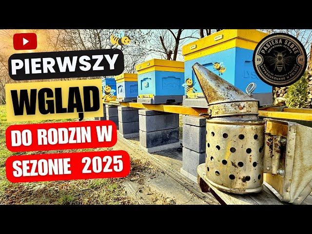 Pierwszy wgląd do rodzin w sezonie 2025 - Pasieka SeBee