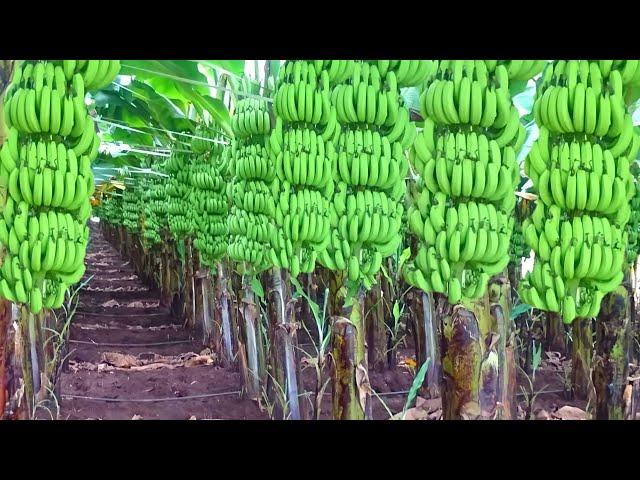 Banana Farming In India | Advance Agriculture PART-2