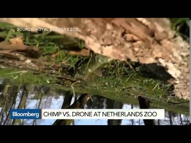 Chimp vs. Drone Pits Nature Against Technology