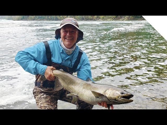 Big Salmon on the Shoreline  - Shore Fishing