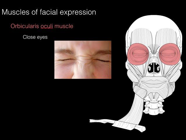 Muscles of facial expression