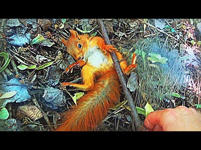 HOW WE SAVE THE BABY SQUIRREL...