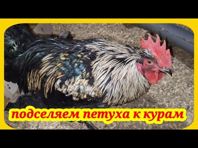 Примут ли куры петуха в курятник? Нужно оплодотворённое яйцо, как подсадить петуха в курятник.