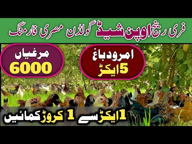 Free Range Golden Misri Hen Farming In Guava Garden