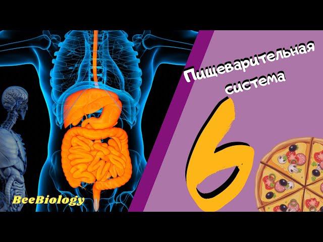 Пищеварительная система • строение и функции ЖКТ