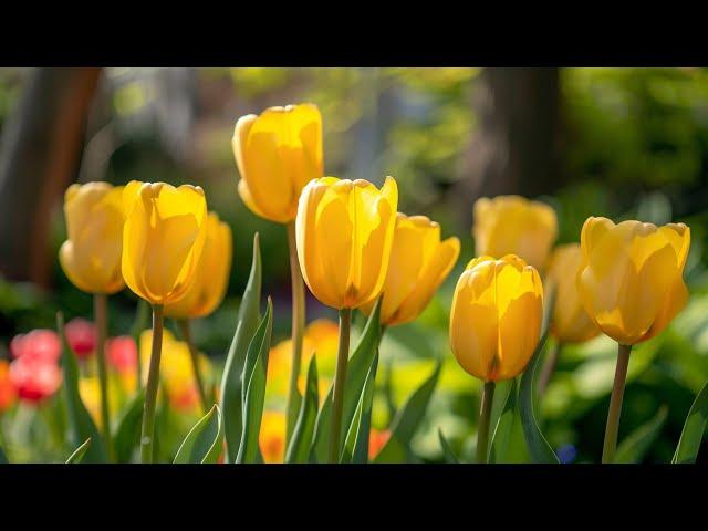 Peaceful classical music to reduce stress, stop overthinking | Tulip