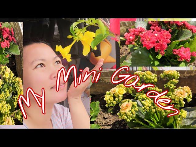 BUYING PLANTS TO PLANT IT ON MY SIMPLE MINI GARDEN || ANN'S MIXED JOURNEY