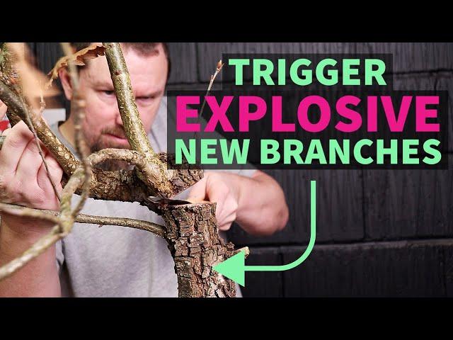 Explosive Back-Buds for More Bonsai Branches