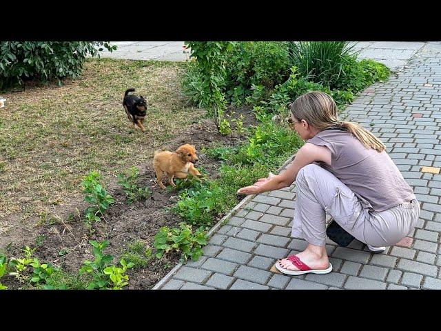 Puppies, Abandoned Without Any Mercy, Can't Stop Jump for Joy after Being Rescued