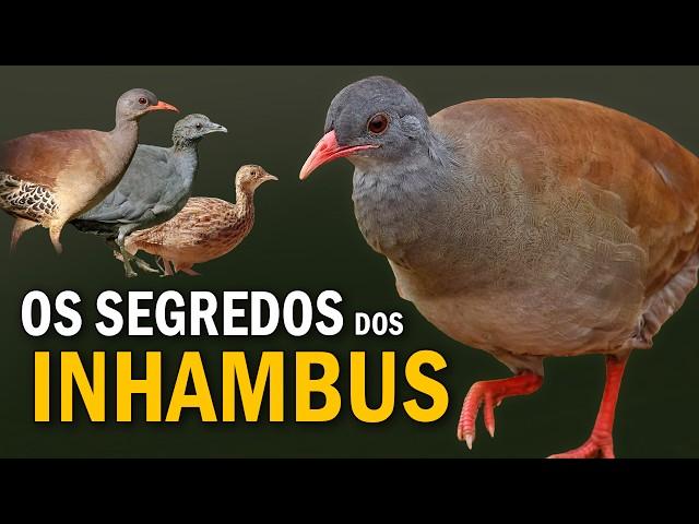 INHAMBUS e CODORNAS: Comportamentos e Cantos das aves comuns da ROÇA | Tinamideos do Brasil