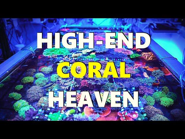 Largest HIGH-END Coral Collection in a Private Reef Aquarium 