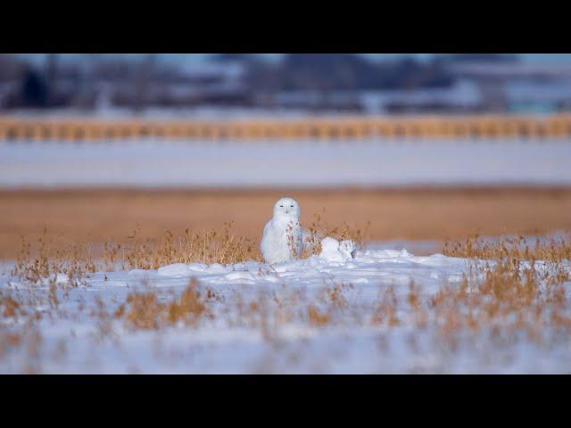 Birds of Alberta - My First Year of Birding