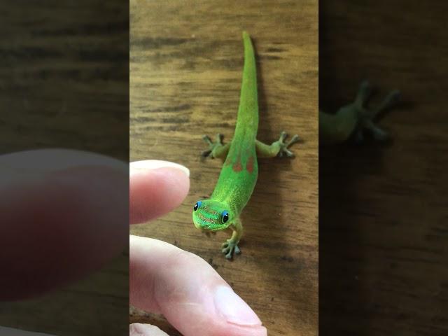 A curious and friendly gecko