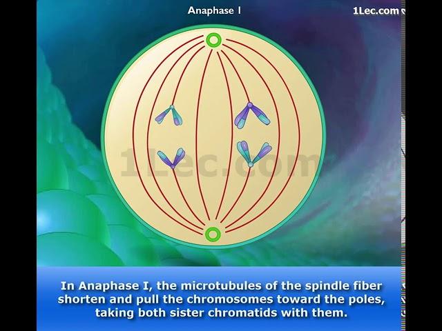 Meiosis