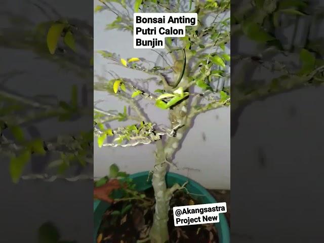 BONSAI ANTING PUTRI BUNJIN#shorts