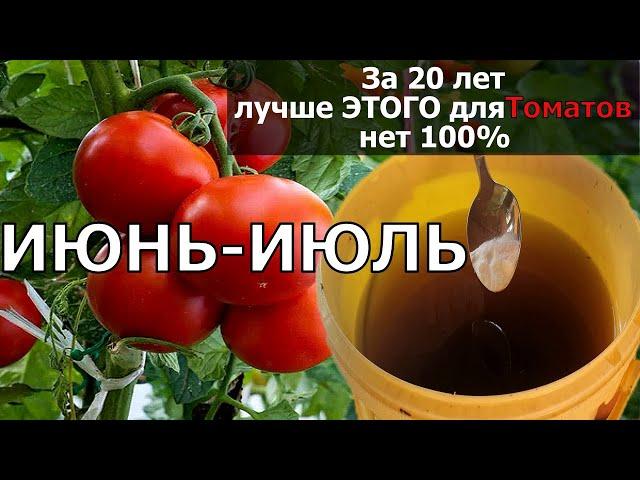 Всего 1гр в Июне Томаты Вмиг Заплодоносят, Фитофторы у помидор Не Будет Никогда Подкормите в Июне!