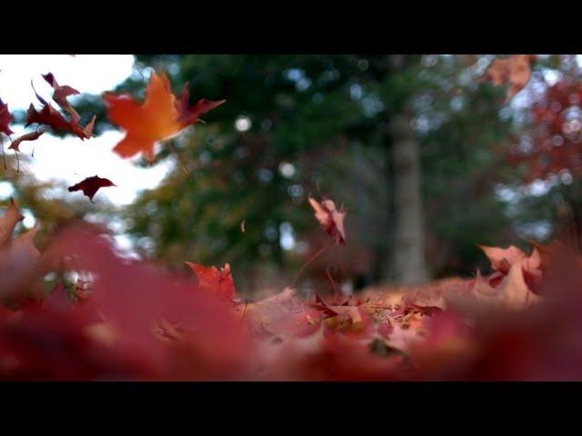 Free Slow Motion Footage: Leaves Falling to Ground