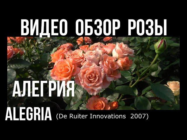 Обзор розы Алегрия( Флорибунда) - Alegria (De Ruiter 2007)