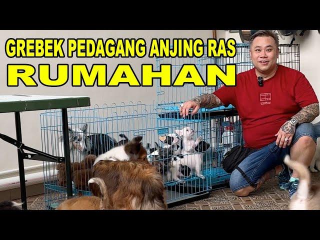 Cek Harga & Stok Pedagang Anjing Ras Rumahan - 3V Kennel