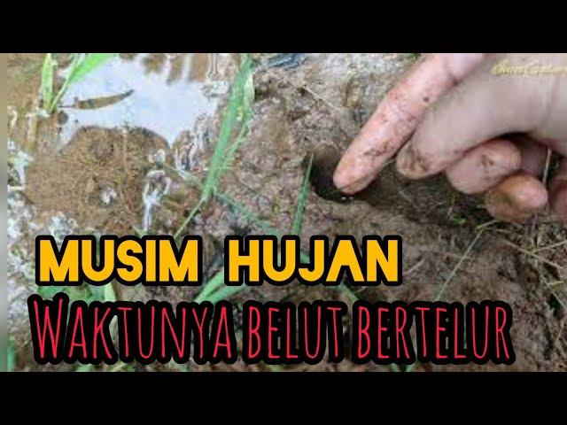 Ngurek Dimusim Hujan Banyak Belut Bertelur | Edisi Mancing Disawah