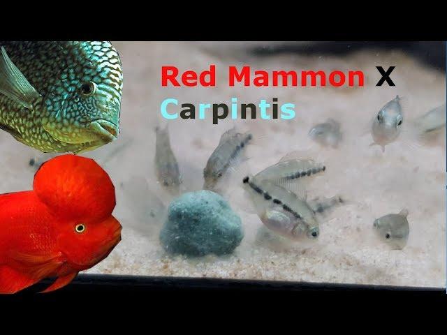 Red Mammon x Carpintis / Texas Cichlid  spawning + fry