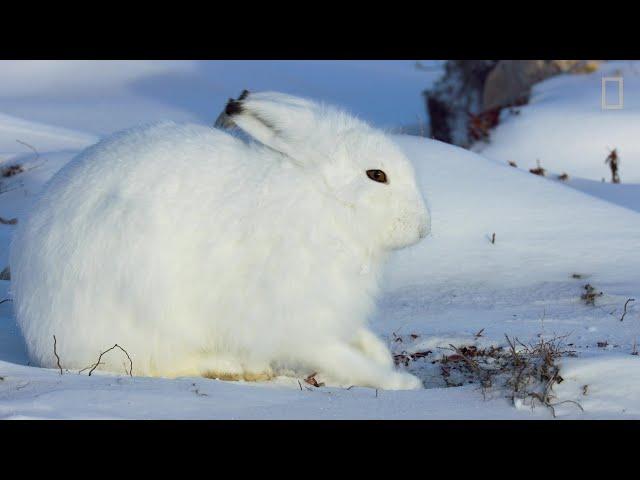 Wild Life con Bertie Gregory, Ep. 3: gli eroi sconosciuti dell’Artide