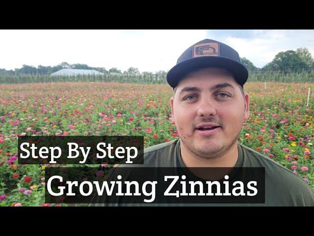 How to Grow Zinnias