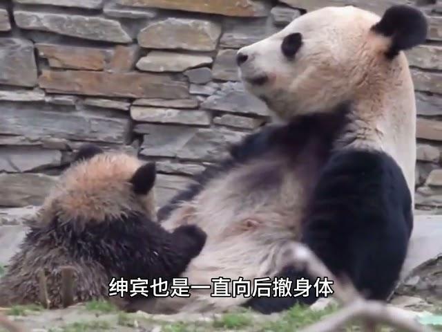 I originally thought that Panqing and Xidou’s cubs were already dirty enough.