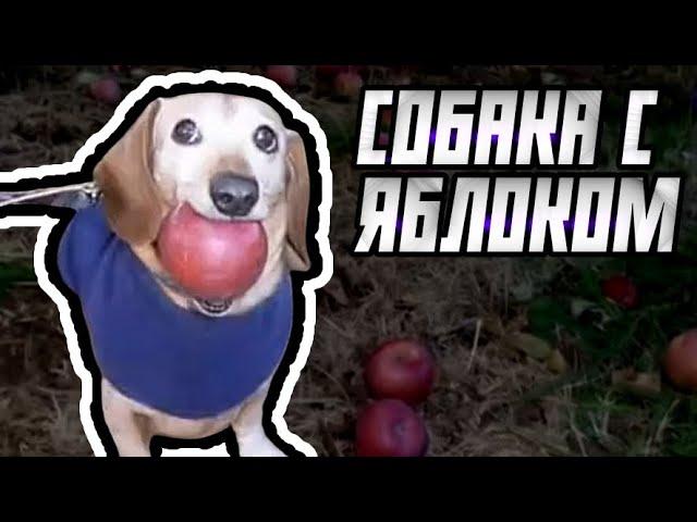 Собака с яблоком - мем, оригинал