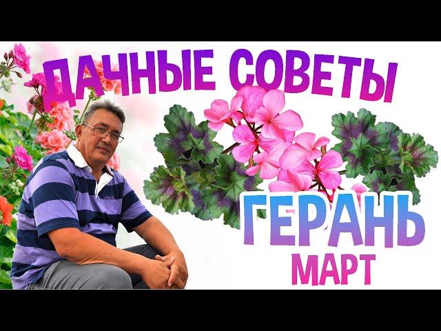 ДАЧНЫЕ СОВЕТЫ - ЛУЧШИЙ СПОСОБ РАЗМНОЖЕНИЯ ГЕРАНИ часть2/МАРТ