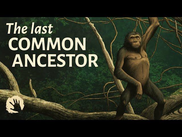 Were We Wrong About The Last Common Ancestor?