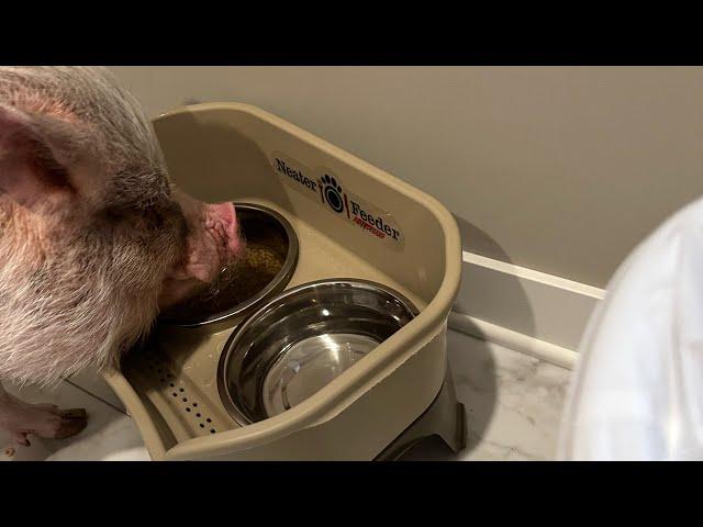 Hamlet the Mini Pig: New Food Dish