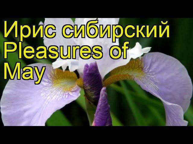 Ирис сибирский Плежерс оф Мей. Краткий обзор, описание характеристик iris sibirica Pleasures of May